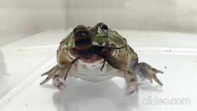 Bullfrog eating Murder Hornet