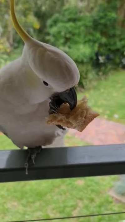 Cockatoos are jerks !