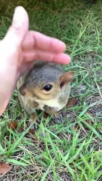 Squirrel holding hands of woman