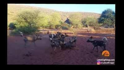 Stabilized gif of wild dogs capturing a warthog.