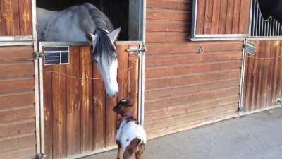 Baby goat charges horse