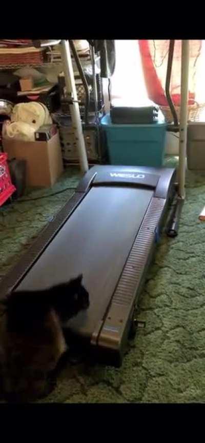 This Lazy Cat On Treadmill