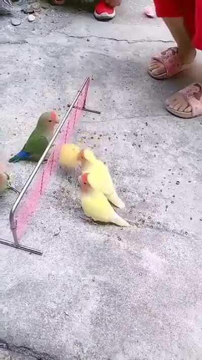 AND NOW... here’s the Greens and Yellows playing volleyball NO FLYING: The only real rule in budgie volleyball.