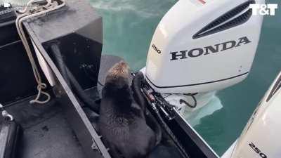 Otter escapes orca by jumping on a boat with seconds to spare. (Beautiful scenery)