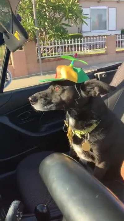 My doggo enjoying the evening car ride