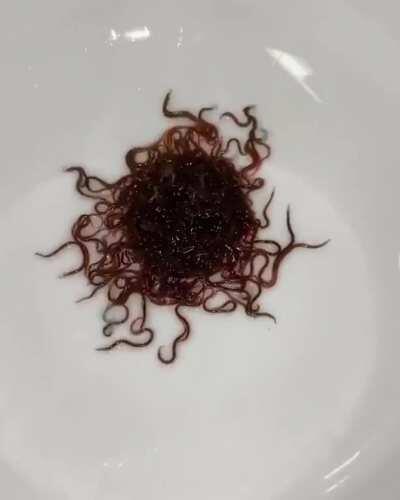 Black Worms As Food For Baby Axolotls