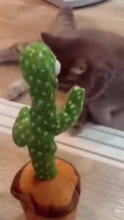 🐈‍⬛🌵