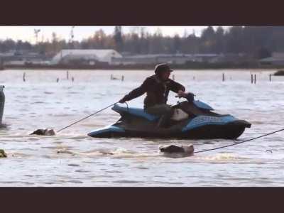 Swimming cows as desperate farmers try to save their livestock