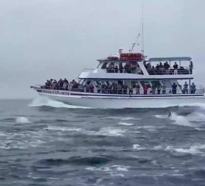 🔥 These dolphins are racing with the ship... 🔥