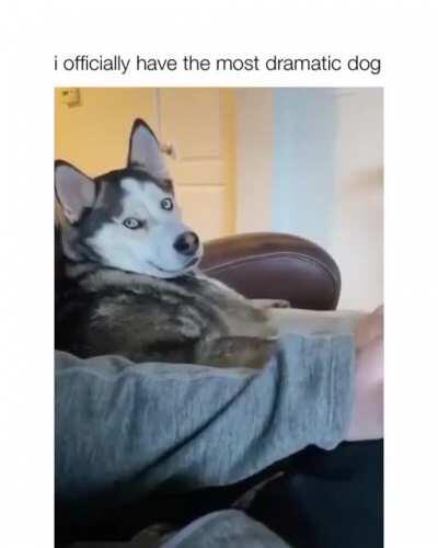 The most dramatic dog