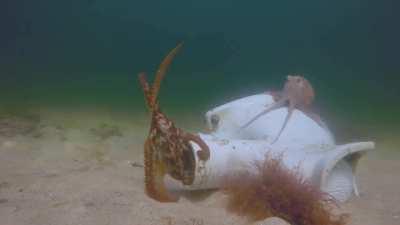 An octopus living in a discarded broken toilet aggressively chases away other octopuses but readily tolerates a visit from a porcupine fish.