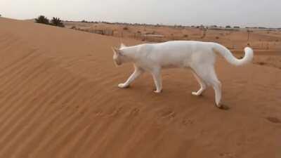 Cats place their hind paws in exactly the same spot as their front paws when walking to allow them to make precise movements