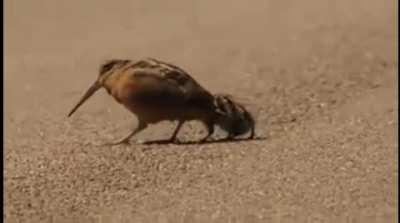 🔥 American woodcock luring worms 🔥