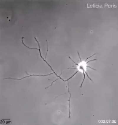 A Neuron trying to find connections