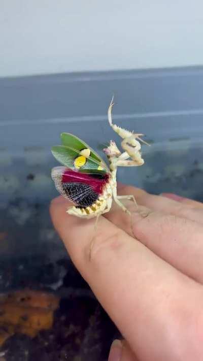 🔥 Mantises are master of mimicking nature, Yunnan Flower Mantis is the queen that mimics orchids..