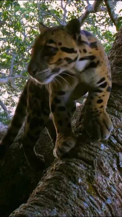 🔥 Very rare wild Clouded Leopard caught on trapcam