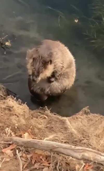 Morning Bath.