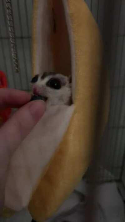 My sugar glider, Mochi, enjoying his blueberry :)