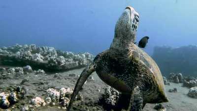 Sleeping sea turtle