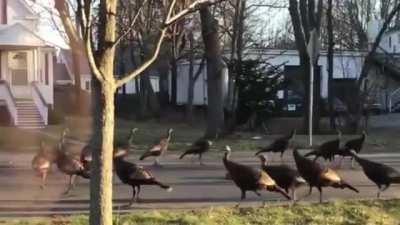 Some wild turkeys walking in a circle around a deceased cat as they ponder life and death on a street in Randolph.