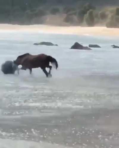 Just a horse and its ball