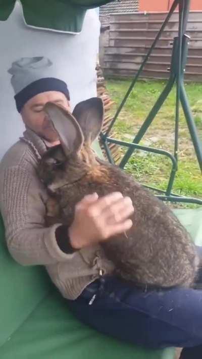 The size of this flemish giant rabbit