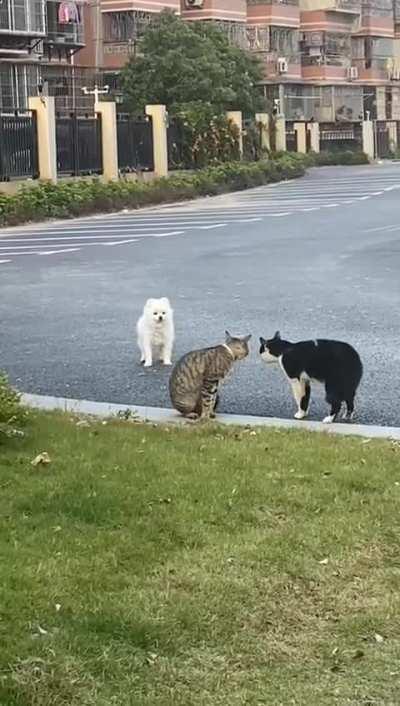 Dog tries to befriend two cats