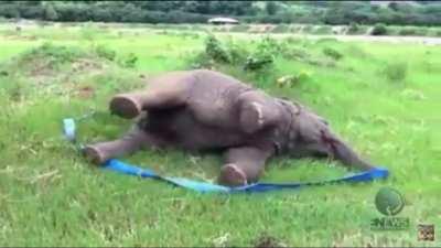 Baby Elephant living her best life