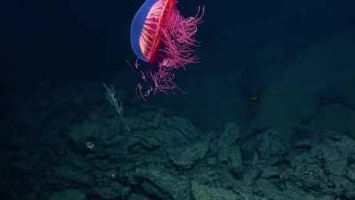 🔥 Fascinating Firework Jellyfish Spotted in Rare Deep Sea Footage