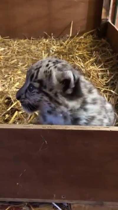 Snow Leopard cub is looking for his brothers