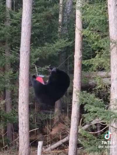 Bears are pretty athletic I guess.