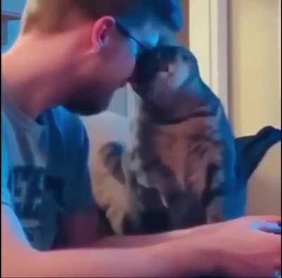 Cat is smitten with love with her human