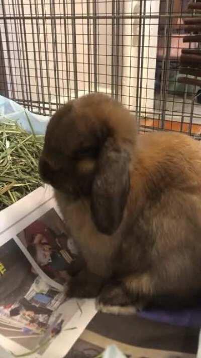 Is my rabbit straining to poop? I’m a little concerned - I’ve never seen her hunch and half close her eyes like this. She’s been eating/drinking some and pooping 10-15 droppings an hour, so I don’t think it’s stasis?