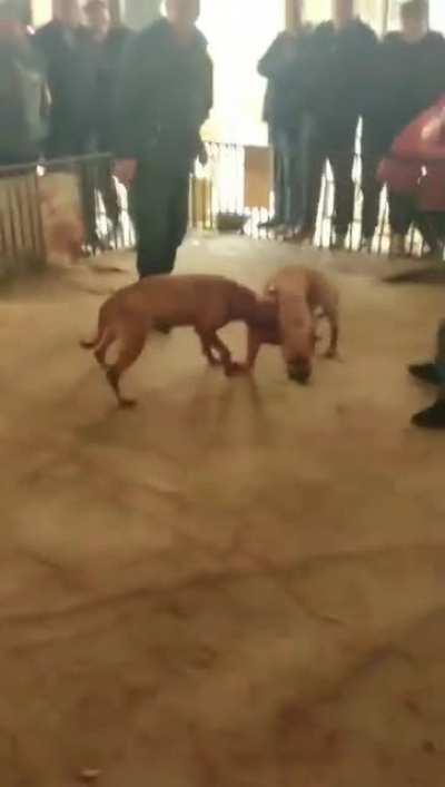 The brutality of dog fighting [NSFL]