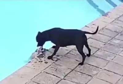 Big pitbull saves small Pomeranian from watery grave!