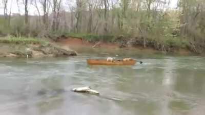 Labrador rescues dogs sailing away on a canoe