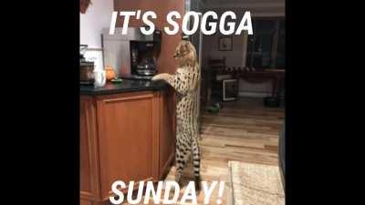 SOGGA SUNDAY