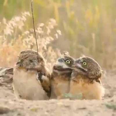 🔥 Owl comes out with a stick, his friends are amused