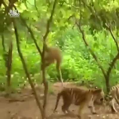 Gibbon teasing Tigers