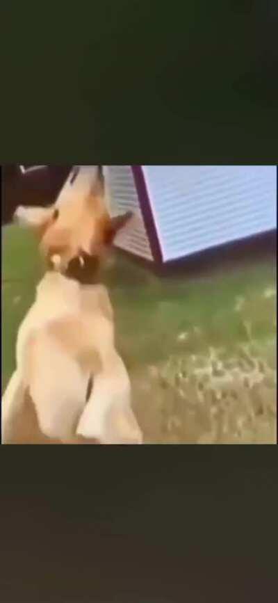 Perfect form