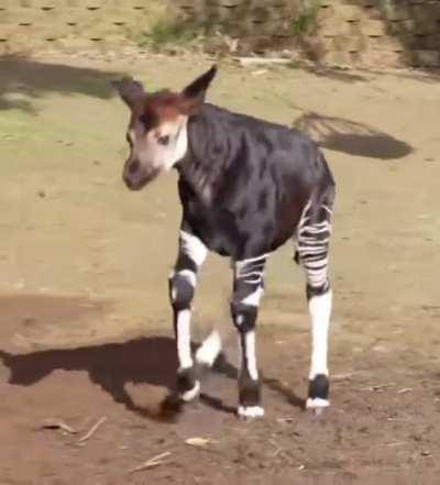 The Okapi is a mammal belonging to the Artiodactyl family. This animal is only found in the Northwest Democratic Republic of the Congo. Despite having stripes like Zebras, it’s actually most closely related to the Giraffe.