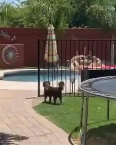 Find yourself someone that loves you the way that dog loves his pool