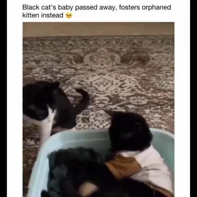 Black cat's baby passed away so her owners got her an orange kitten to foster