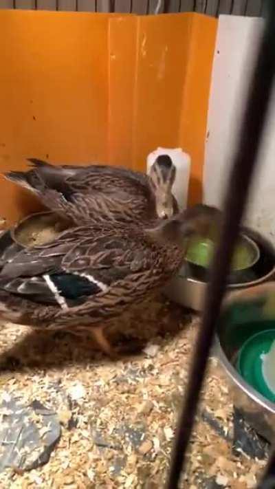 She’s ALWAYS this happy - so we named her “Joy”! I know she looks like a duck and quacks like a duck, but I’m pretty sure she’s just a ball of happiness wrapped in feathers! (Also this is a grow out pen - they’re still too small to join the big ducks outs