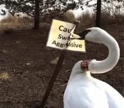 Quick reminder that Swans are indeed aggresive !