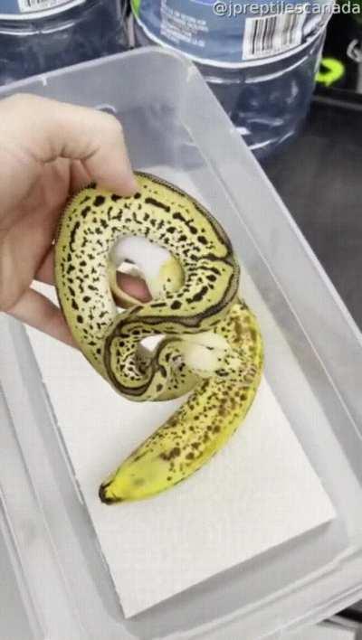 🔥 Banana for scales : Sneks || [dd] redd.tube : First Dow...