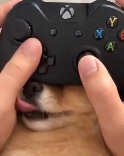 Xbox dog