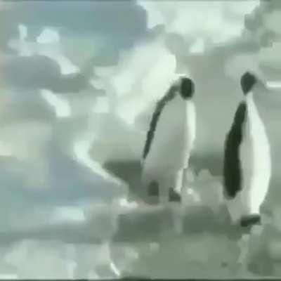 Pingüino