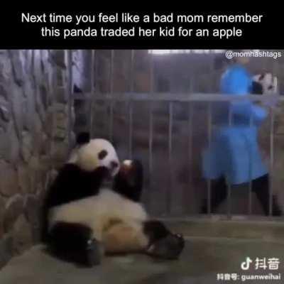 Panda mom trades baby for an apple