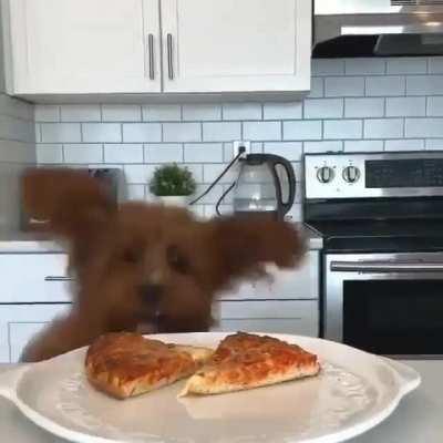 Small dog trying hard to reach a piece of pizza 🍕